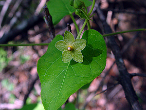 Matelea reticulata