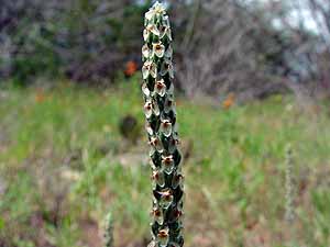 Plantago wrightiana