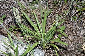 Plantago wrightiana