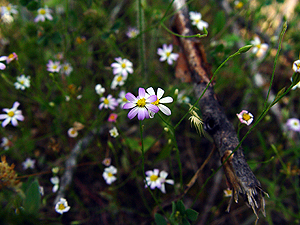 Chaetopappa asteroides