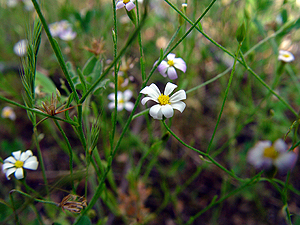 Chaetopappa asteroides