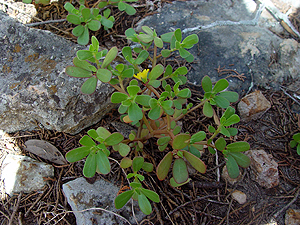 Portulaca oleracea