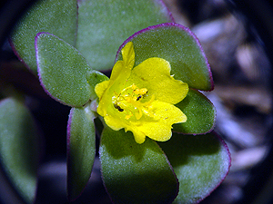 Portulaca oleracea