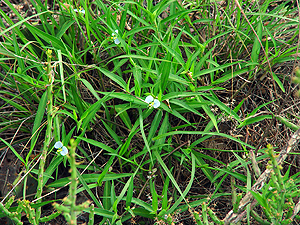 Commelina erecta angustifolia