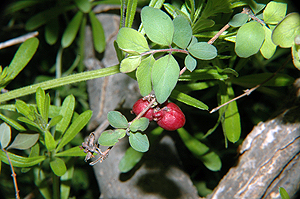 Symphoricarpos orbiculatus