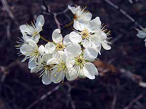 Prunus mexicana