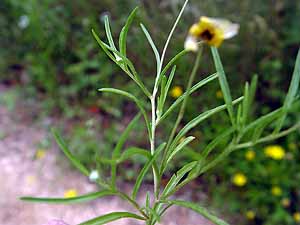 Tetraneuris linearifolia