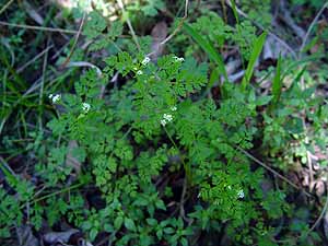 Chaerophyllum tainturieri tainturieri