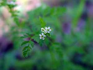 Chaerophyllum tainturieri tainturieri