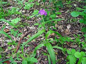 Tradescantia occidentalis