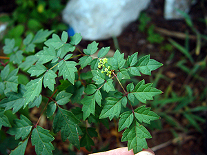 Ampelopsis arborea