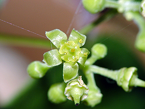 Ampelopsis arborea