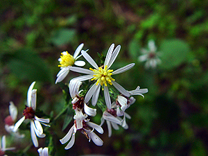 Symphyotrichum drummondii var. texanum