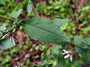 Symphyotrichum drummondii var. texanum