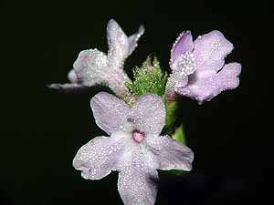 Verbena xutha