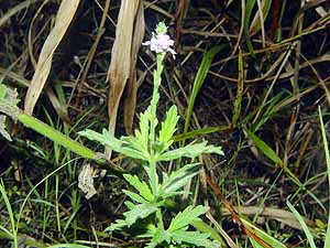 Verbena xutha