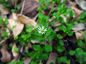 Stellaria media