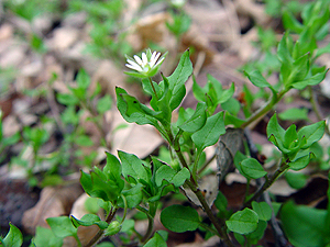 Stellaria media