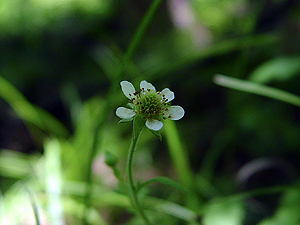 Geum canadense