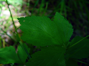 Geum canadense