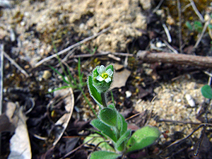 Draba cuneifolia