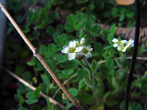 Draba cuneifolia