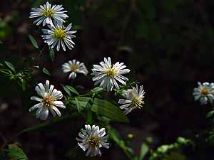 Symphyotrichum praealtum