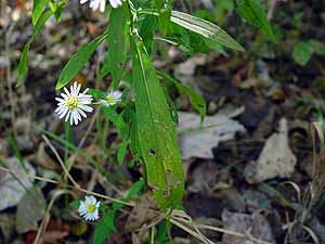 Symphyotrichum praealtum