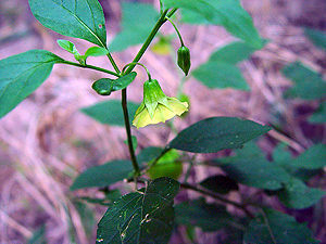 Physalis cinerascens cinerascens