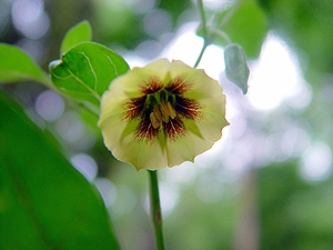 Physalis cinerascens cinerascens