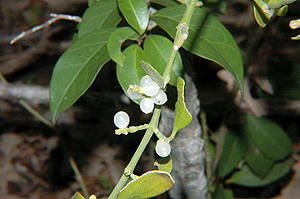 Phoradendron leucarpum