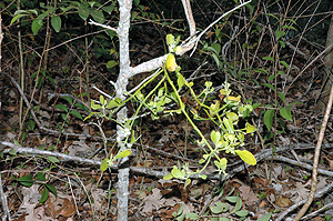 Phoradendron leucarpum