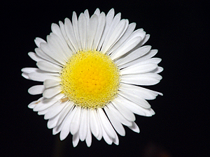 Erigeron philadelphicus