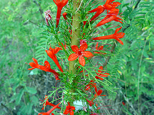 Ipomopsis rubra