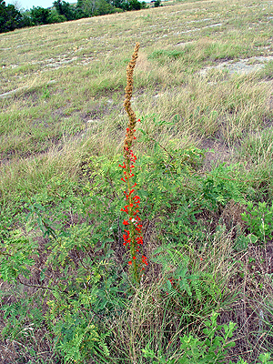 Ipomopsis rubra