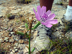 Lygodesmia texana