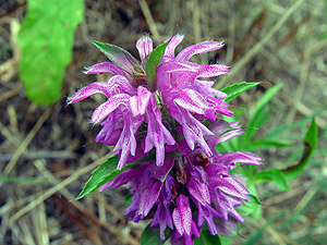 Monarda citriodora