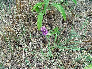 Monarda citriodora