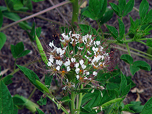 Polanisia dodecandra