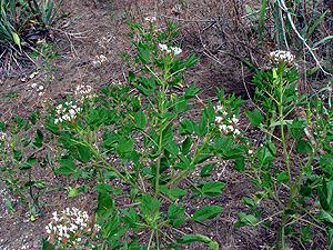 Polanisia dodecandra