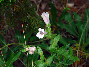 Penstemon cobaea