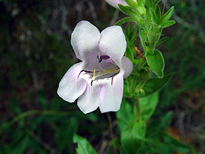 Penstemon cobaea