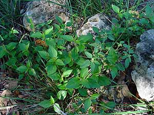 Acalypha phleoides