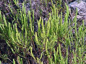 Iva asperifolia angustifolia