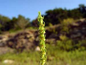 Iva asperifolia angustifolia