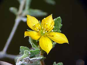 Mentzelia oligosperma