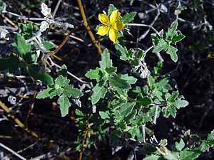 Mentzelia oligosperma