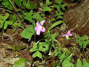 Oxalis drummondii