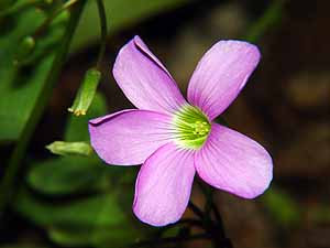 Oxalis drummondii