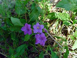 Ruellia nudiflora